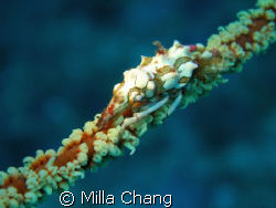 Whip coral (1.5 cm) in Taiwan Kenting
Olympus C-7070 by Milla Chang 